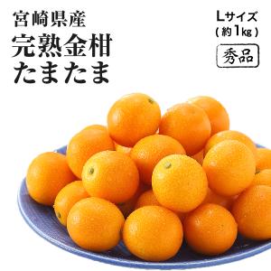 2025 あいか お歳暮 ギフト M~2Lサイズ 約1.5kg 紅まどんなと同品種