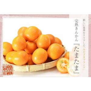 宮崎県産 完熟きんかん たまたま 家庭用 訳あ...の詳細画像1