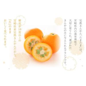 宮崎県産 完熟きんかん たまたま 家庭用 訳あ...の詳細画像2
