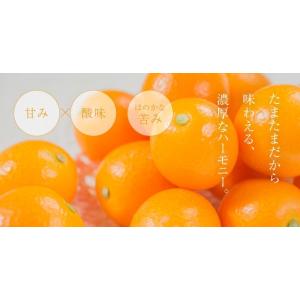 宮崎県産 完熟きんかん たまたま 家庭用 訳あ...の詳細画像4