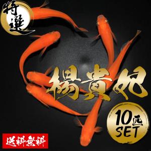 【送料無料】紅帝楊貴妃めだか10匹 生体 セット...の商品画像