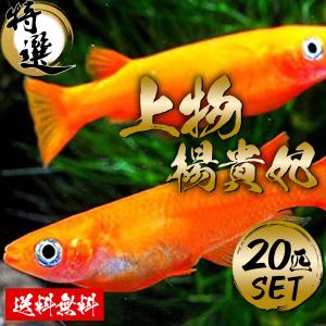 【送料無料】楊貴妃めだか　上物 ２０匹　セット　オス　メス　生体　セット　まとめ売り　めだか　メダカ　初心者　おすすめ　ラメ　高品質