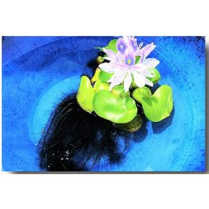 【送料無料】国産無農薬 ミニホテイ草１株（小さめのホテイアオイ１株）　メダカ　初心者　おすすめ　高品質　ホテイ草