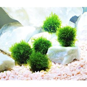 水草 アナカリス 国産 無農薬 メダカ 金魚藻 オオカナダモ（20本