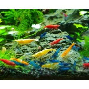 カラーシュリンプ６種MIXセット　＜１０匹＋保障分２匹＞　合計１２匹　セット　生体　セット　まとめ売り　シュリンプ