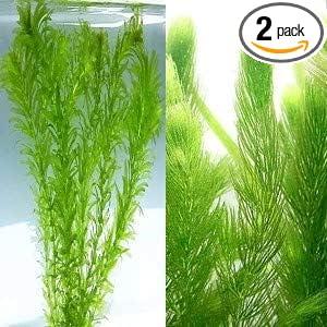 【送料無料】国産・無農薬マツモ５本＋アナカリス５本のセット　メダカ　初心者　おすすめ　高品質　アクアリウム　アクア