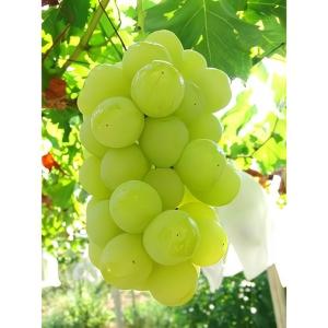 山梨県産ぶどう シャインマスカット ２kg