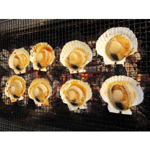 殻付きほたて貝 10枚 ほたて ホタテ 帆立 ほたて貝 ホタテ貝 ホタテ帆立貝 BBQ バーベキュー 殻付き 【水産フーズ】