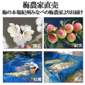 紀州梅干し 1kg はちみつ入 紀州産南高梅 ...の詳細画像3