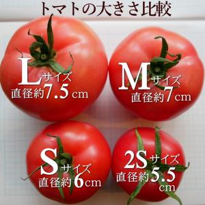 親バカトマト 約2kg Mサイズ 12個入り ...の詳細画像5