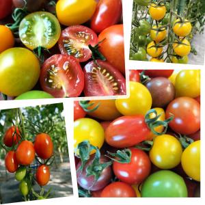 親バカトマトのミニトマト 約7種ミックス1.6...の詳細画像2