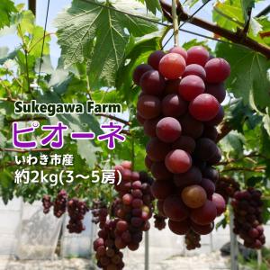 ピオーネ ぶどう 約2kg 3〜5房 ご家庭用 少々訳あり いわき市産 農園直送