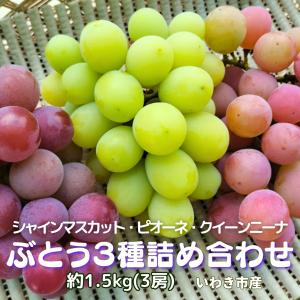 ぶどう3種詰め合わせ 約1.5kg ご家庭用 少々訳あり シャインマスカット ピオーネ クイーンニーナ  いわき市産 農園直送