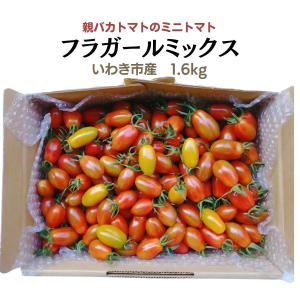 フラガールミックス1.6kg 親バカトマトのミ...の詳細画像1
