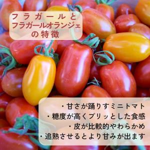 フラガールミックス1.6kg 親バカトマトのミ...の詳細画像2