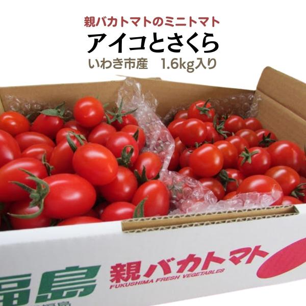 アイコとさくら1.6kg 親バカトマトのミニトマト いわき市産 助川農園 農園直送 ギフト