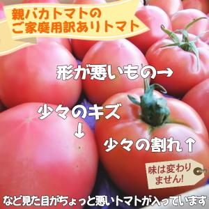 【少々訳ありご家庭用】親バカトマト約4kg L...の詳細画像1