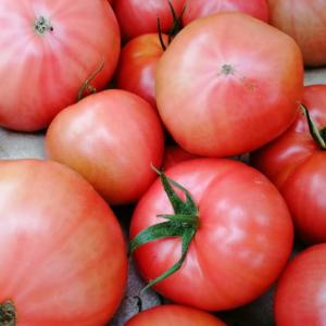 【少々訳ありご家庭用】親バカトマト約4kg L...の詳細画像2
