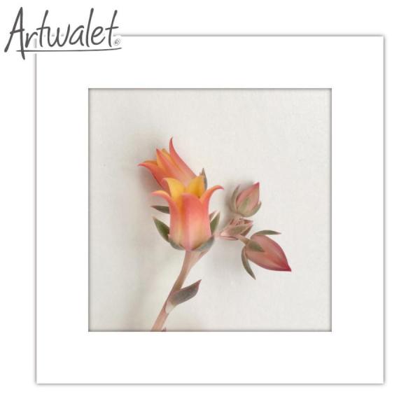 簡易トイレ 防災用品 マイレット アートトワレ Artwalet 5回分 012 flower おし...