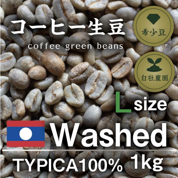 幻のラオスデラピカコーヒー　フルウォッシュ　Ｌサイズ　１kg