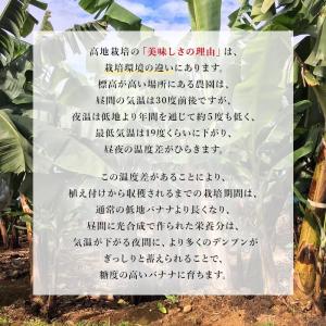 バナナ 業務用 訳あり 甘熟王 約15kg フ...の詳細画像5