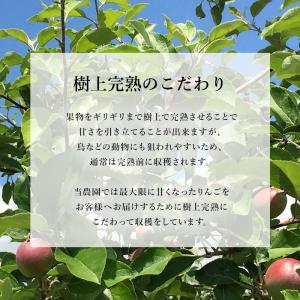 長野県産 完熟 リンゴ 5kg 送料無料 林檎...の詳細画像4