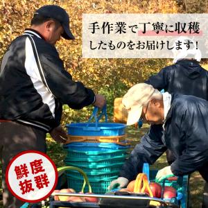 長野県産 完熟 リンゴ 5kg 送料無料 林檎...の詳細画像5