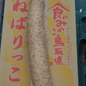 鳥取県産「ねばりっこ」 家庭用 10kg入の詳細画像2