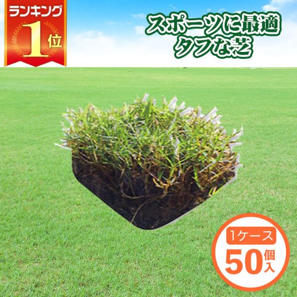 芝生 天然芝 ティフトン芝 ピース 1ケース50個入 (芝生 通販)