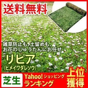 芝生 天然芝 花マット リピア ヒメイワダレソウ ロール (芝生 通販)