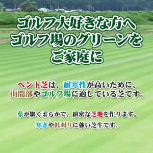 芝生 天然芝 ベント芝 ロール巻芝 (芝生 通販)の詳細画像2