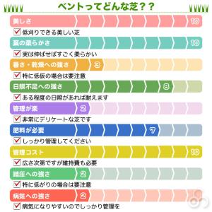 芝生 天然芝 ベント芝 ロール巻芝 (芝生 通販)の詳細画像3