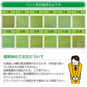 芝生 天然芝 ベント芝 ロール巻芝 (芝生 通販)の詳細画像5