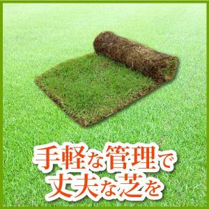 芝生 天然芝 野芝(ノシバ) ロール巻 (芝生...の詳細画像2