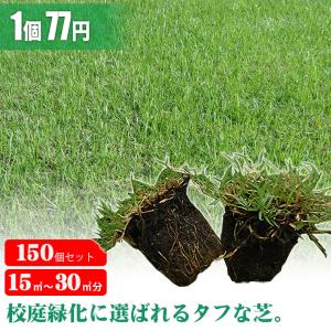 芝生 天然芝 ティフトン ポット苗 セルトレー 5cm角×150個 (芝生 通販)