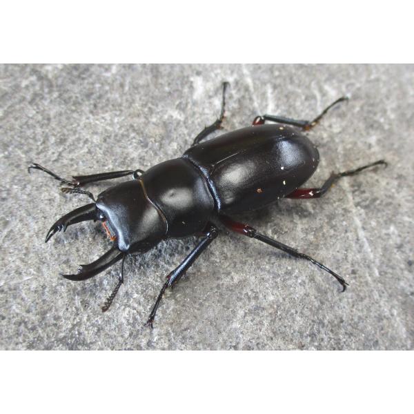 天然アカアシクワガタ 中型ペア 岡山産