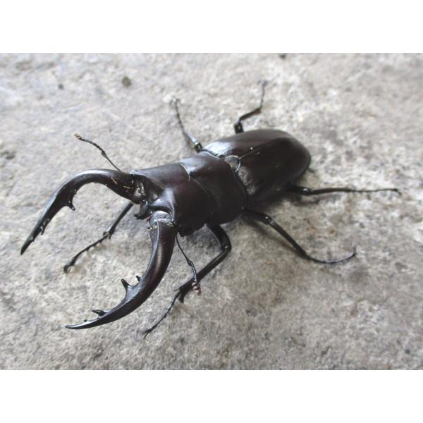 アマミノコギリクワガタ 大型♂60mm〜ペア 奄美大島産