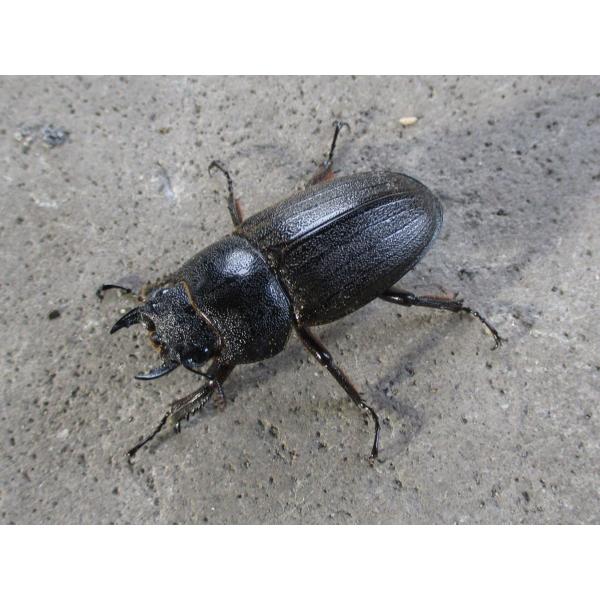 アマミノコギリクワガタ ♀単品 奄美大島産