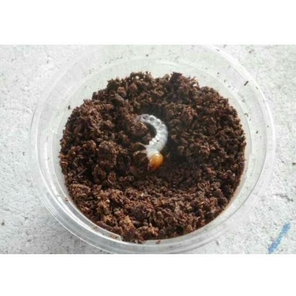 アマミノコギリクワガタ 幼虫 奄美大島産