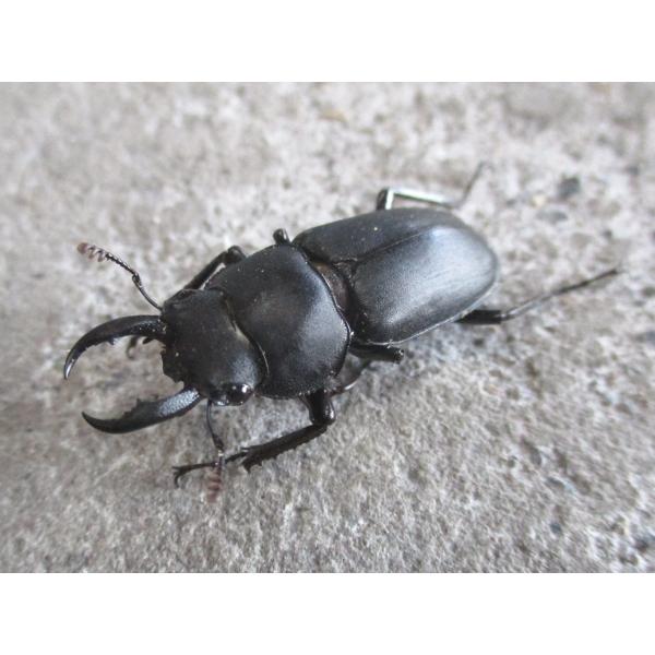 アマミシカクワガタ 中型♂ペア 奄美大島産
