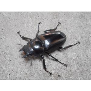 ギラファノコギリクワガタ 特大♂100mmペア...の詳細画像1