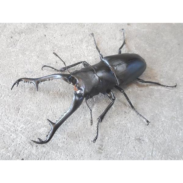 ギラファノコギリクワガタ 大型♂90mm〜単品 フローレス産