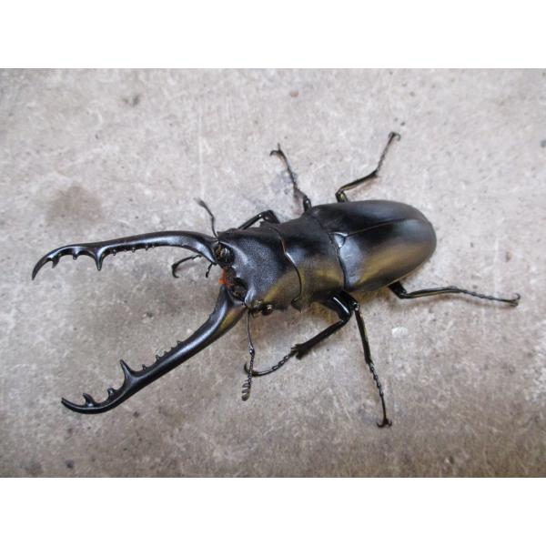 ギラファノコギリクワガタ 中型♂80mm〜ペア フローレス産