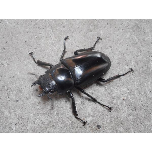 ギラファノコギリクワガタ ♀単品 フローレス産