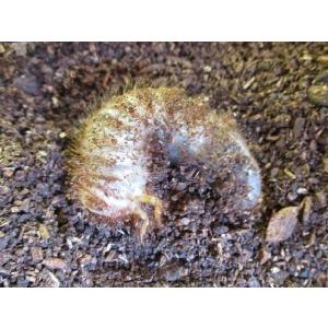 ヘラクレス・レイディ 幼虫 セントルシア産