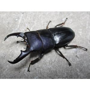 天然ヒラタクワガタ 大型♂55mｍ〜ペア おまけ小型♂付き 岡山産