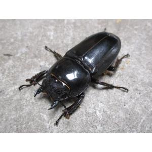 天然ヒラタクワガタ 大型♂55〜59mmペア ...の詳細画像1