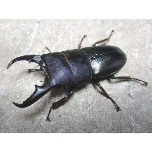 天然ヒラタクワガタ 特大♂60〜64ｍｍ単品 岡山産