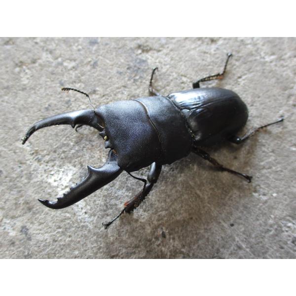 天然ヒラタクワガタ 超特大♂65mm〜ペア おまけ小型♂付き 岡山産
