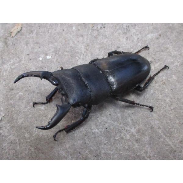 天然ヒラタクワガタ 中型♂単品 岡山産